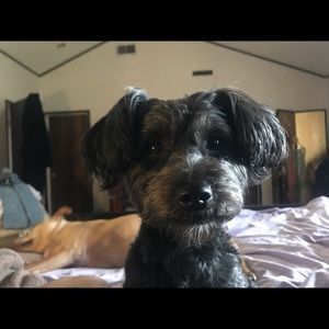 Meet your Posher, Joe